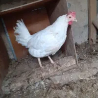 مرغ تخم گذار