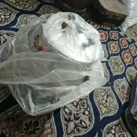 زودپز