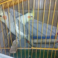 عروس هلندی نر و ماده سخنگو