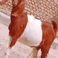 مری ابست جملی زا