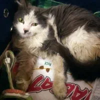 بچه گربه زیبا واگذاری رایگان