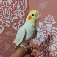 عروس هلندی نر