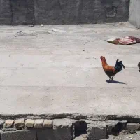 دوتا خروس لاکندزی فروشی