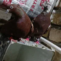 کبوتر سرخ گوره