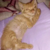 واگذاری بچه گربه نارنجی