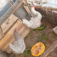 مرغ گلین خانگی