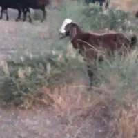 حیوانات مزرعه