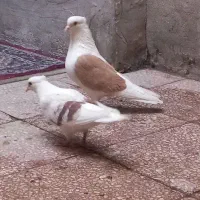 کبوتر دو کتی