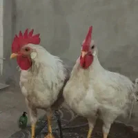 خروس
