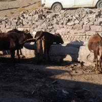 فروشه فوری