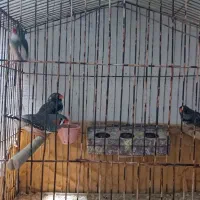 فنچ|پرنده|بندر گناوه, |دیوار