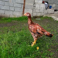 جوجه لاری ۲ ماهه