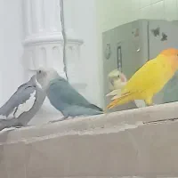 فروش عروس هلندی و طوطی برزیلی