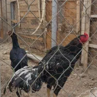 خروس لاری هندی  (نژاد پاروت)