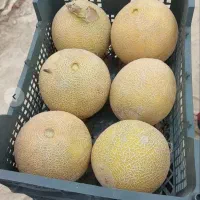 هندوانه بیضی،گرد،سیاه،خربزه،گوج