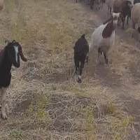 بز جوان وسالم کوهدشت ابوالوفا