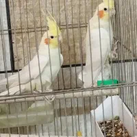 عروس هلندی مولد