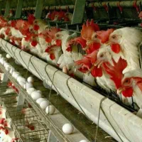 مرغ تخمگذار  فقط تا فردا ظهر دانه 220
