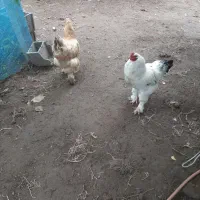 خروس برهما