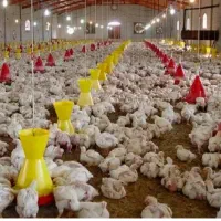 جوجه گوشتی راس ۳۰۸ درجه ۱ شرط وزن گیری و جشنواره