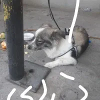 این سگ دزدیده شده