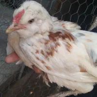 مرغ گلین