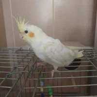عروس هلندی