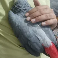 کاسکو سخنگو