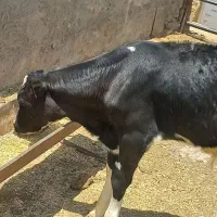 گوساله شیر بر نر