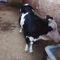 قصاب