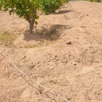 انجام کارهای کشاورزی وکاه گرفتن