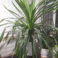 گل پاندانوس خونگی