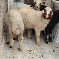 فروش فوری
