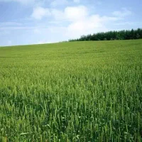 زمین-فروشی-فوری-فوشنجان
