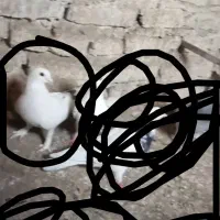 کفتر