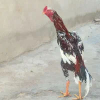 خروش اوشامو
