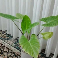 گل طبیعی