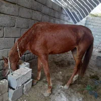 اسب|اسب و تجهیزات اسب‌سواری|بندرعباس, |دیوار