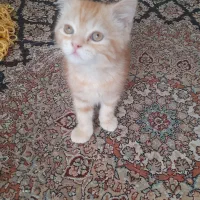 توله سه ماهه بیریتیش پرشین نر
