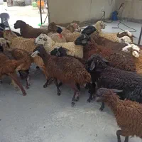 حاج چوب دار زنده شمیرانات