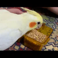 عزوس هلندی گم شده