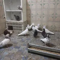 ۱۵تاکبوتردونه ۲۰۰ هزارتومان فروشی
