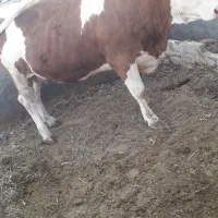 نوبر ابستن جنس بندر ترکمن شکم اول