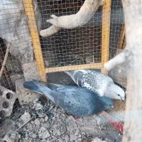 کفتر