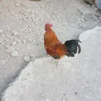 خروس رسمی یکساله زیبا و سالم