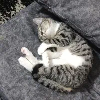 گربه بازیگوش