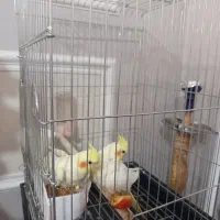 عروس هلندی نر و ماده با قفس نو بزرگ