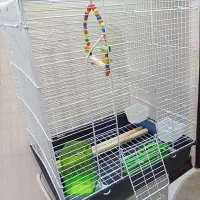 قفس عروس هلندی