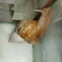 حلزون آچاتینا