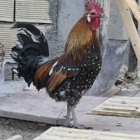 خروس لری گلین